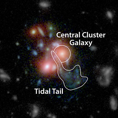 SpARCS1049+56 Central Cluster Galaxy and Tidal Tail