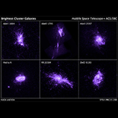 Sample of Brightest Cluster Galaxies