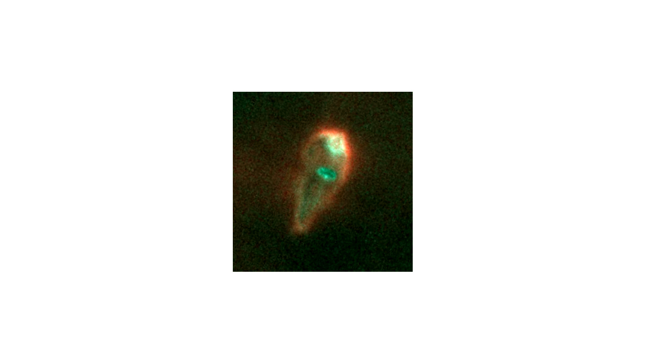  Proplyd in Orion Nebula