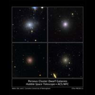 Perseus Cluster Dwarf Galaxies
